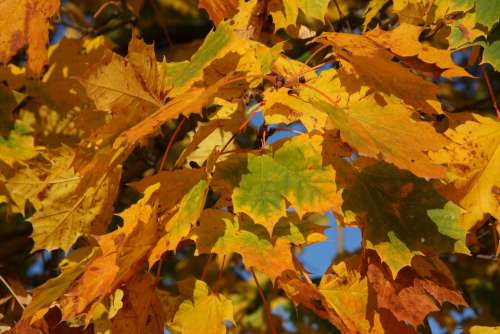 Autumn Leaves Tree Nature Forest Fall Foliage