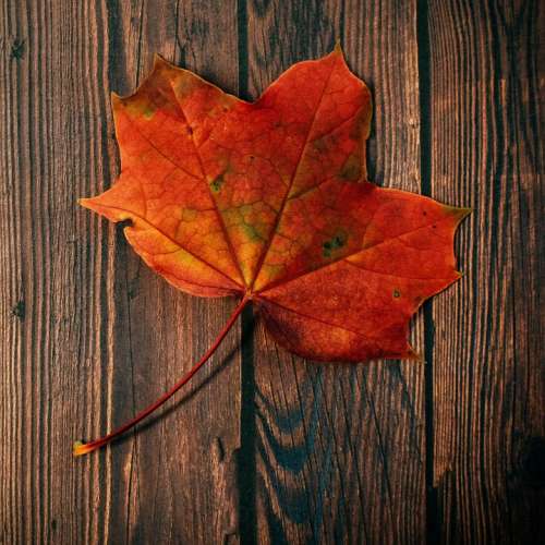 Autumn Fall Foliage Leaves Leaf Nature Plant