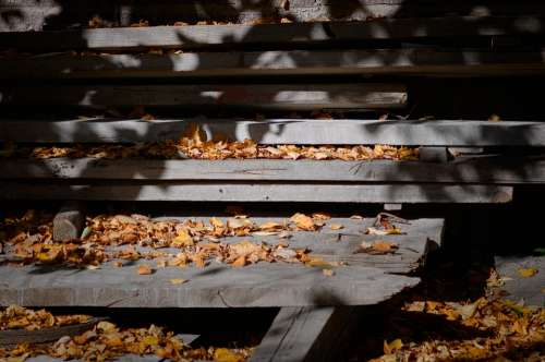 Autumn Leaves Nature October Sheet Golden Season