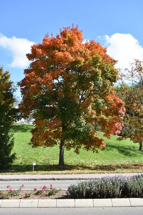 Autumn Tree Nature