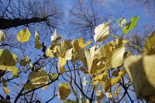 Autumn Leaves Trees Sheet Foliage Mood Landscape