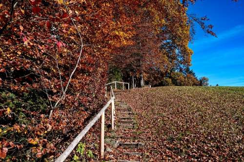 Autumn Staircase Nature Forest Leaves Hiking