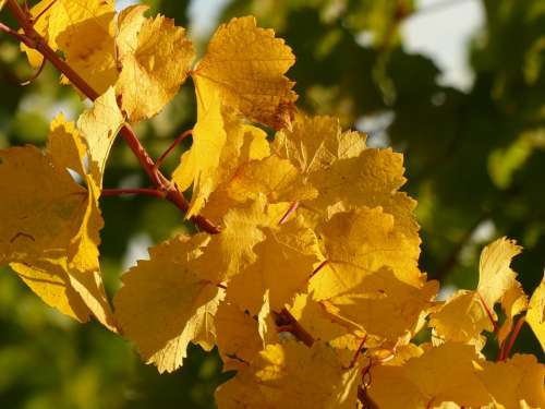 Autumn Leaves Vine Vintage Palatinate Vines