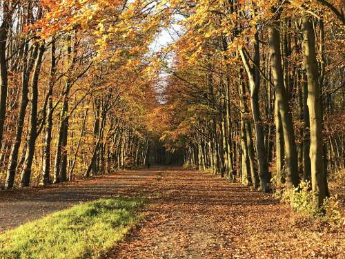 Autumn Avenue Nature Park Trees Scenic