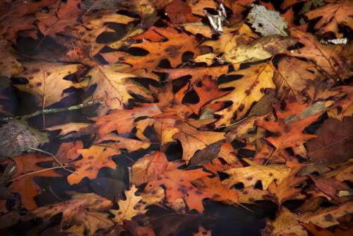 Autumn Leaves Fall Nature Colorful Leaf