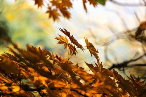 Autumn Leaves Forest Maple Leaves Fall Season