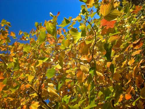 Autumn Foliage Tree Nature Orange Yellow