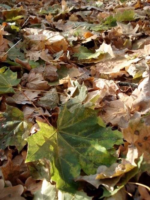 Autumn Leaves Yellow Leaf Litter Season Leaf