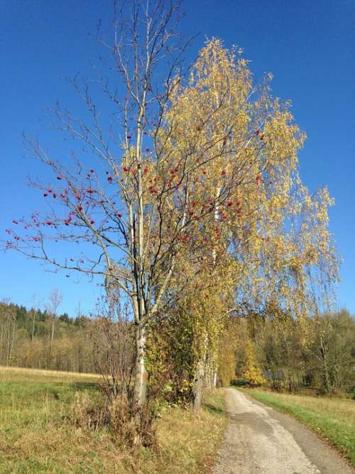 Autumn Birch Path Landscape Blue Sky