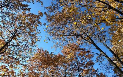 Autumn Clear Sky Trees