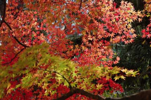 Autumn Maples Autumnal Leaves Colorful