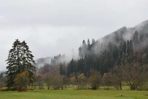 Autumn Fog Forest Mood Tree Morgenstimmung Nature
