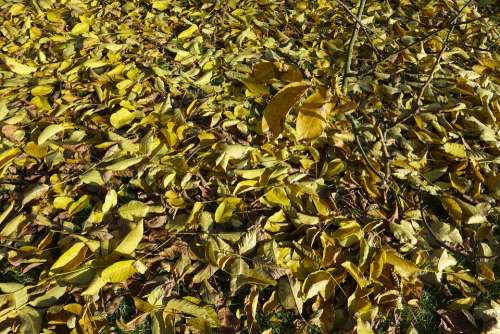 Autumn Leaves Branch Sheet Foliage Dry Leaves