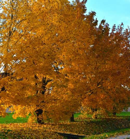 Autumn Wood Leaves