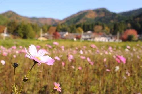 Autumn Cosmos Kyoto Japan