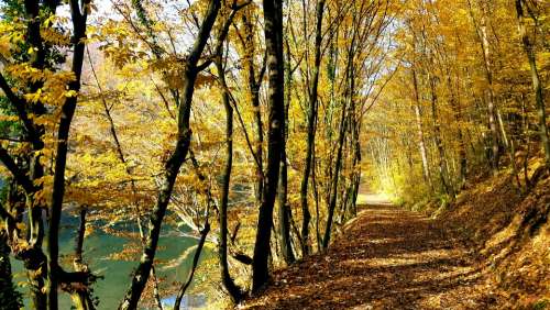 Autumn Foliage Yellow Nature Lake Trees Seasons