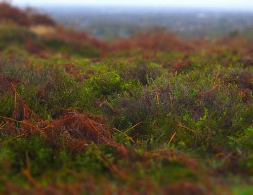Autumn Misty Damp Mossy Moss Grass Plants Moor