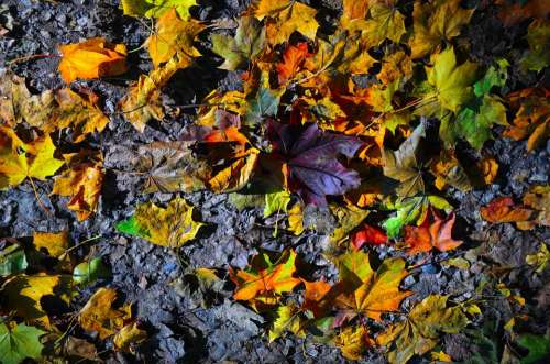 Autumn Leaves Sheet Autumn Leaf Red Leaf Forest