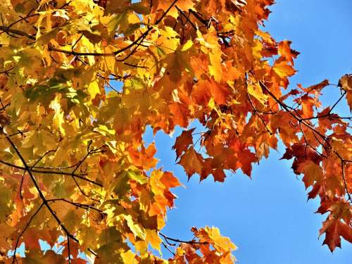 Autumn Leaves Yellow Orange Canada