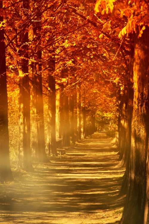 Autumn Leaves Fog Wood Red Maple Love Memory