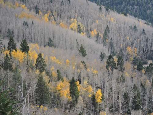 Autumn Santa Fe Fe Santa Foliage Forest Yellow