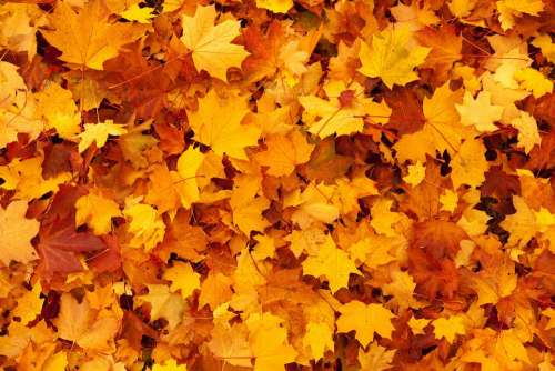 Autumn Background Color Fall Foliage Gold Leaf
