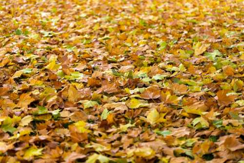 Autumn Leaves Fall Background Fall Leaves Nature