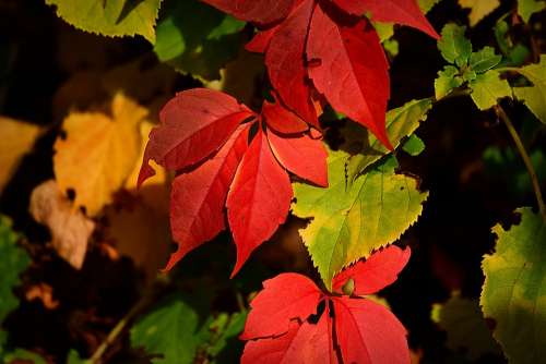 Autumn Leaf Color Foliage Seasonal Bright Red