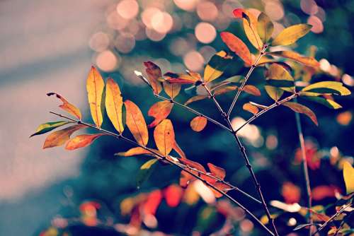 Autumn Leaf Foliage Branch Twig Colorful Bright