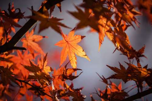 Autumn Leaves Maple Nature Red Fall Leaves Tree