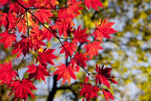 Autumn Leaves Maple The Leaves Autumn Nature Red