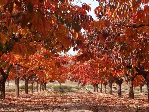 Autumn Leaves Leaves Of Persimmons Fruit Tree Autumn