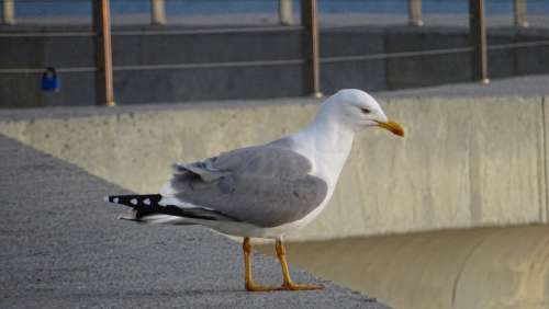 Ave Seagull Observation