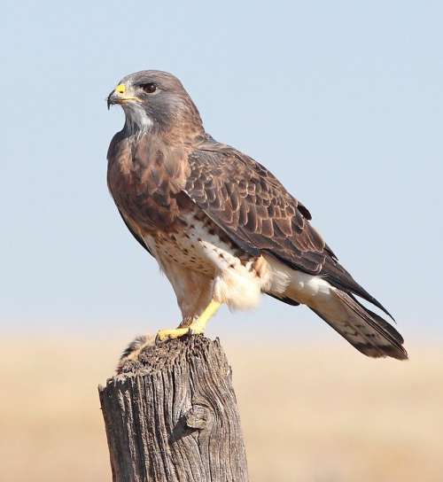 Avian Hawk Bird Of Prey Feather Flight Bird