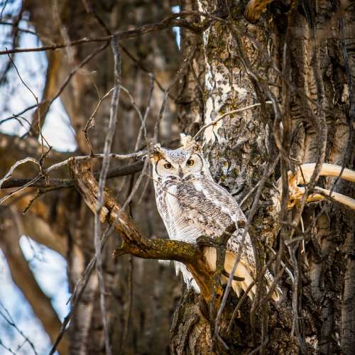 Avian Owl Camouflage Forest Great Horned Owl