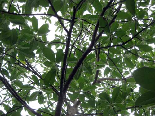 Avocado Tree Plant Nature Leaf Garden Vegetable