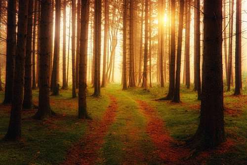 Away Light Forest Forest Path Rays Autumn
