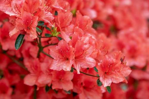 Azalea Flowers Bloom Bright Bush Rhododendron