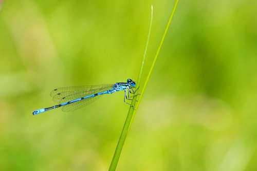 Azure Damselfly Dragonfly Damselfly Insect Blue
