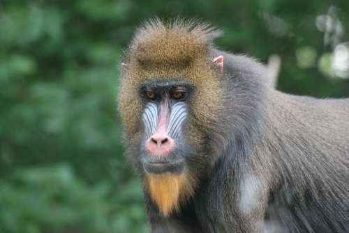 Baboon Zoo Primate
