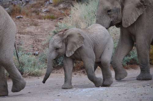 Baby Elephant Elephant Africa South Africa