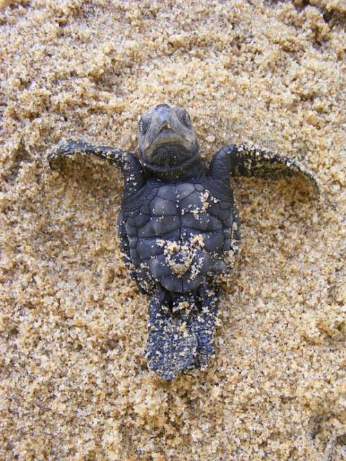 Baby Sea Turtle Olive Ridley Turtle Baby Newborn