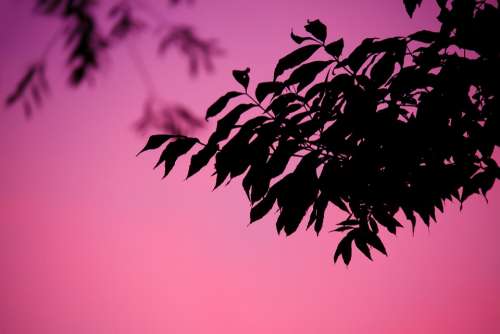 Background Branch Dusk Evening Leaf Nature