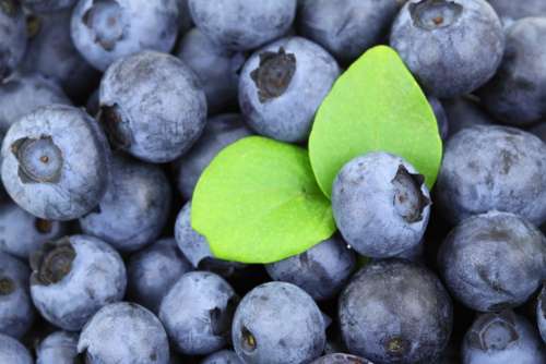 Background Berry Blue Blueberry Food Fresh Fruit