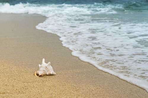 Background Shellfish Mussel Sand Wave Beach Coast