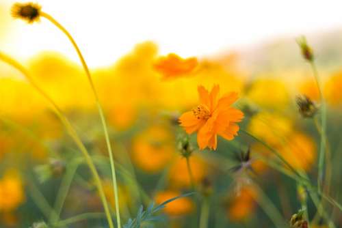 Background Flowers Nature Natural Garden Yellow