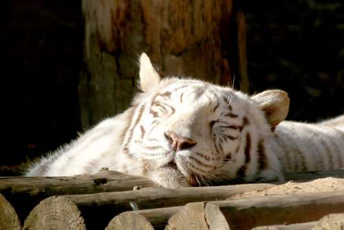Backhoe Tiger Siesta Park Zoo Animal White Tiger