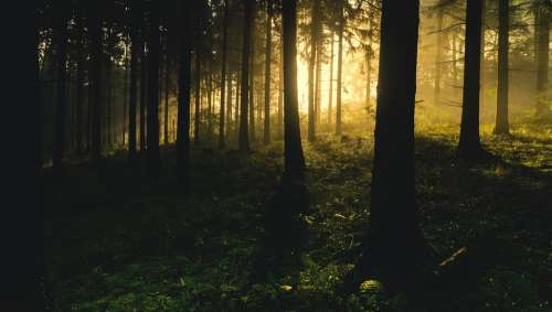 Backlit Conifers Dark Eerie Fir Trees Hazy