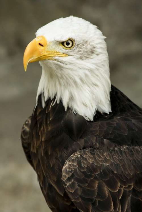 Bald Eagle Bird Predator Feathered Animal
