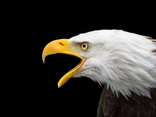 Bald Eagle Raptor Head Close Up Adler Bird Of Prey